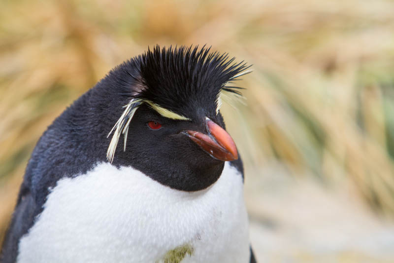 Rockhopper Penguin