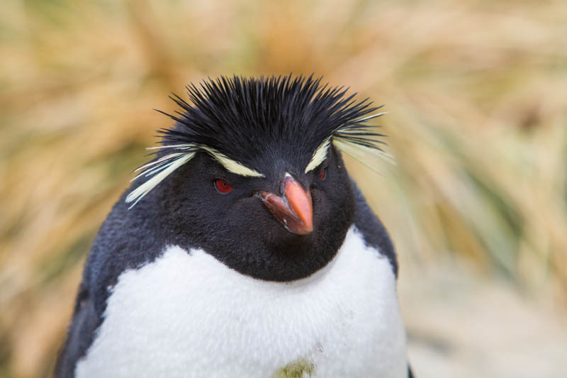 Rockhopper Penguin