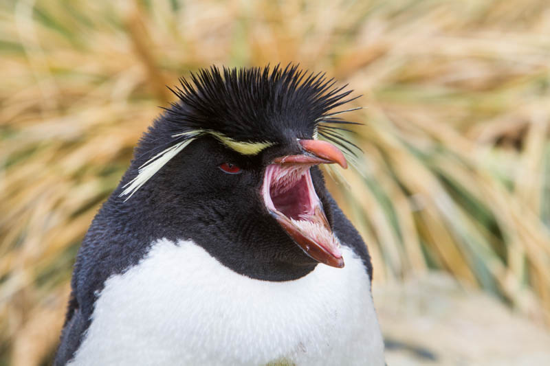 Rockhopper Penguin