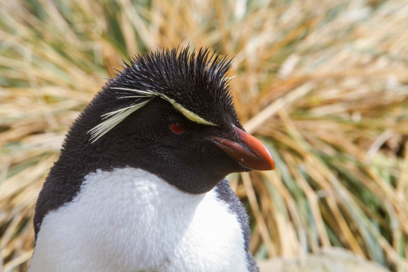 Rockhopper Penguin