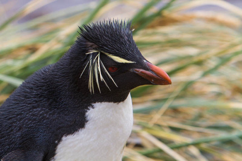 Rockhopper Penguin