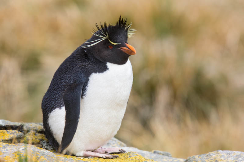 Rockhopper Penguin