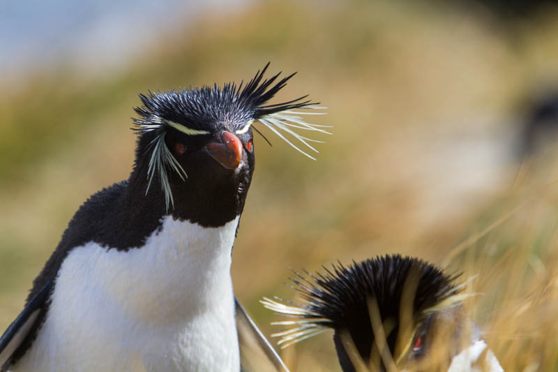 Rockhopper Penguin