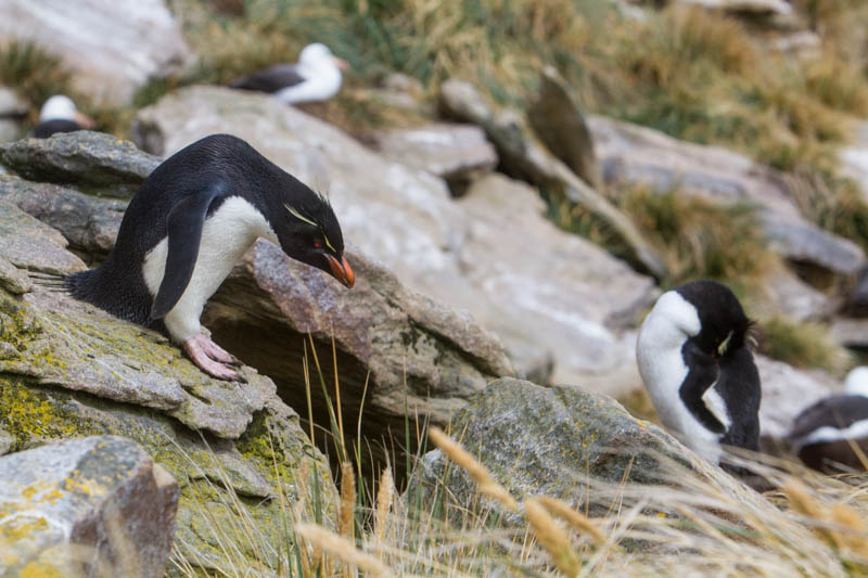 Rockhopper Penguin