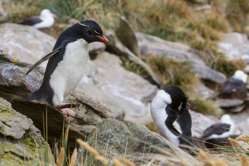 Rockhopper Penguin Hopping