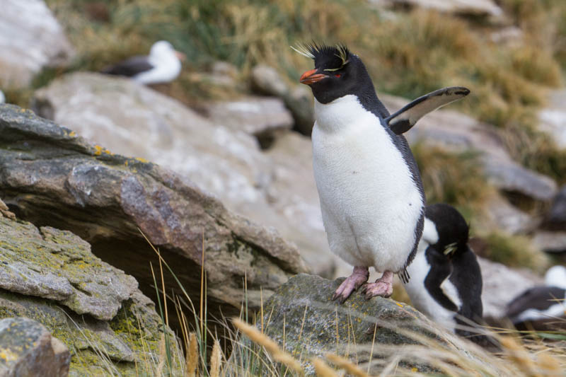 Rockhopper Penguin