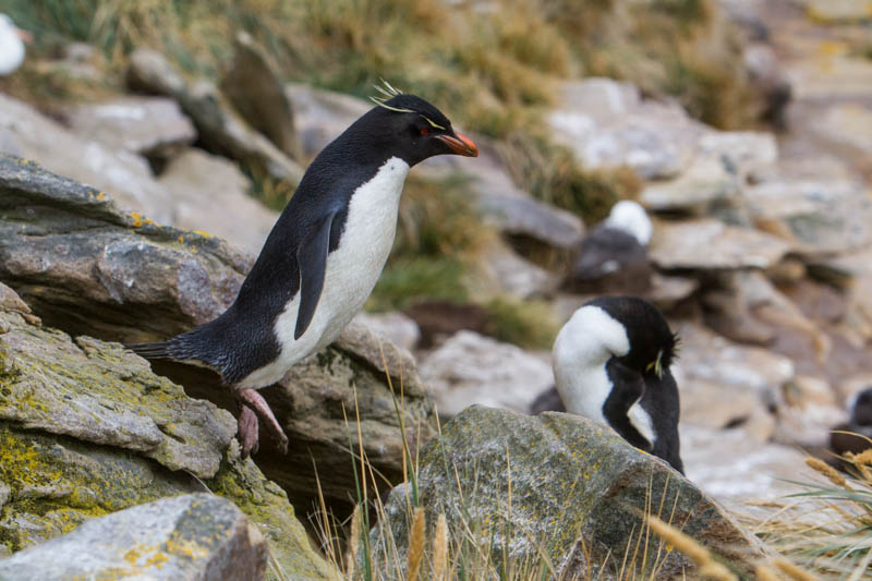 Rockhopper Penguin Hopping