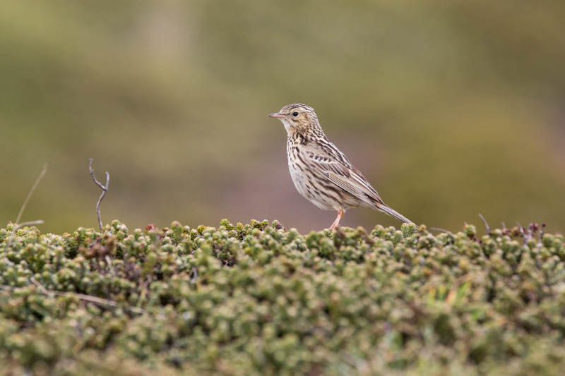 Correndera Pipit