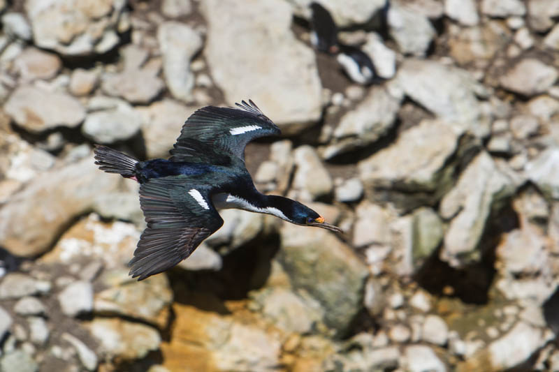 Imperial Cormorant In Flight