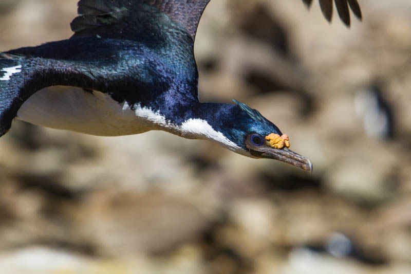 Imperial Cormorant In Flight