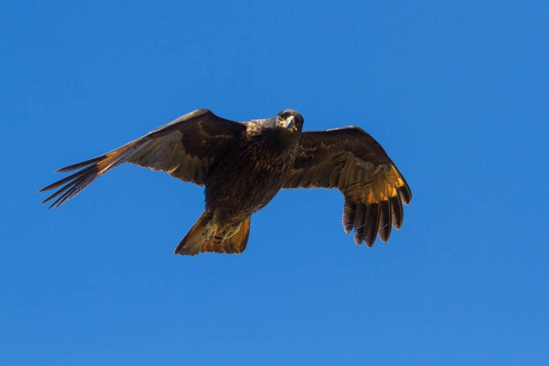 Striated Caracara In Flight