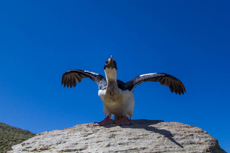 Imperial Cormorant Taking Flight