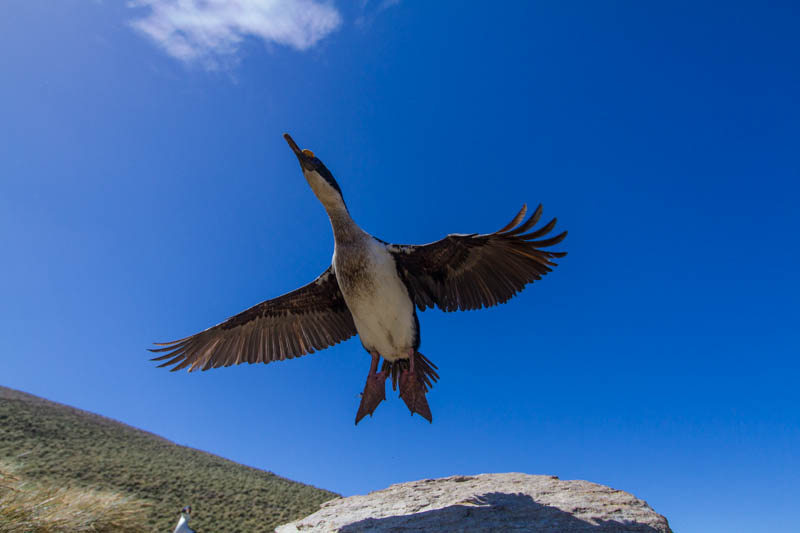 Imperial Cormorant Taking Flight