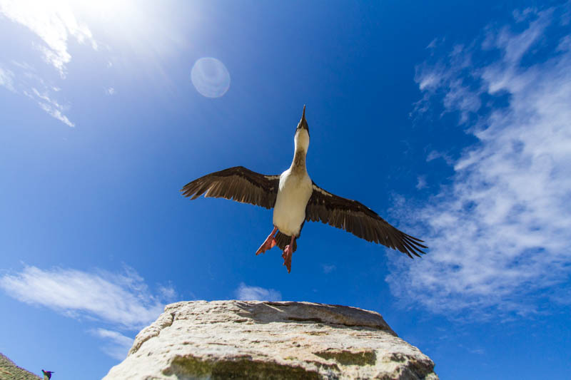 Imperial Cormorant Taking Flight