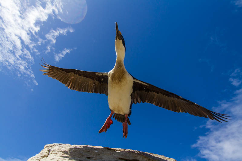 Imperial Cormorant Taking Flight