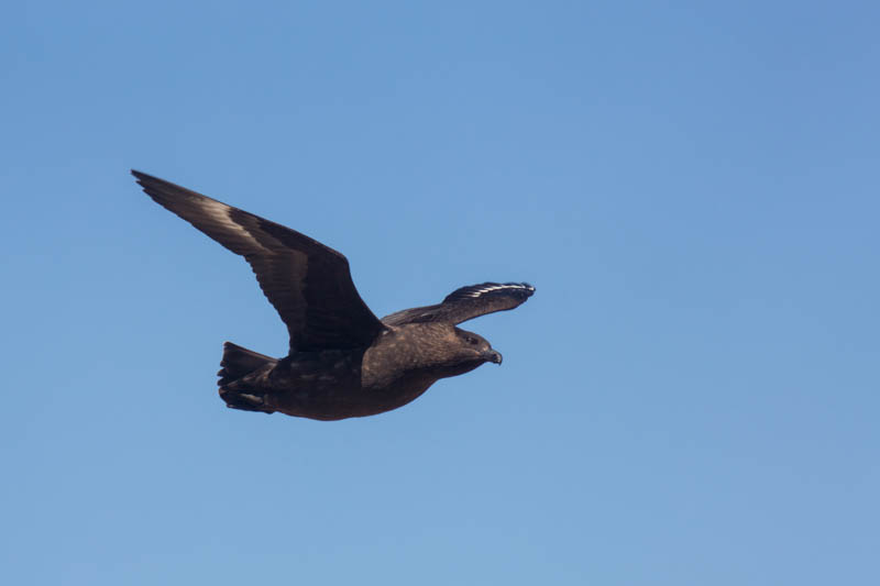 Brown Skua In Flight