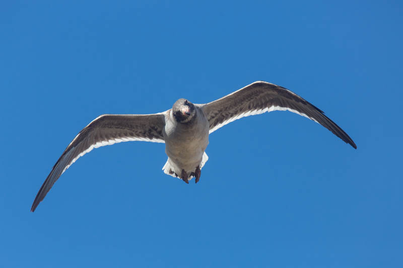 Dolphin Gull In Flight