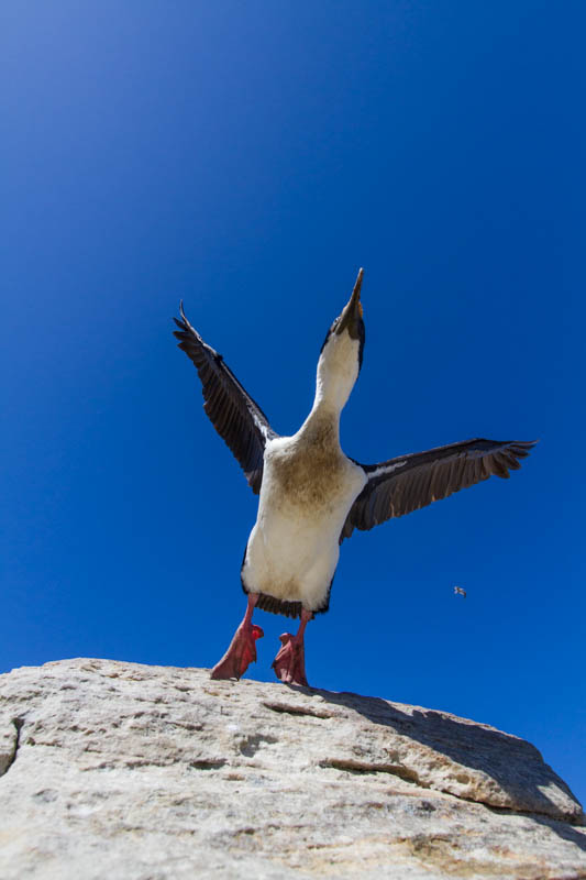 Imperial Cormorant Taking Flight