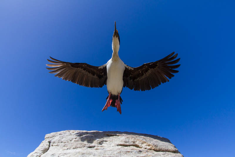 Imperial Cormorant Taking Flight