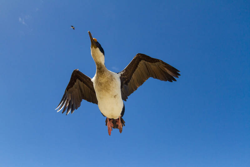 Imperial Cormorant In Flight