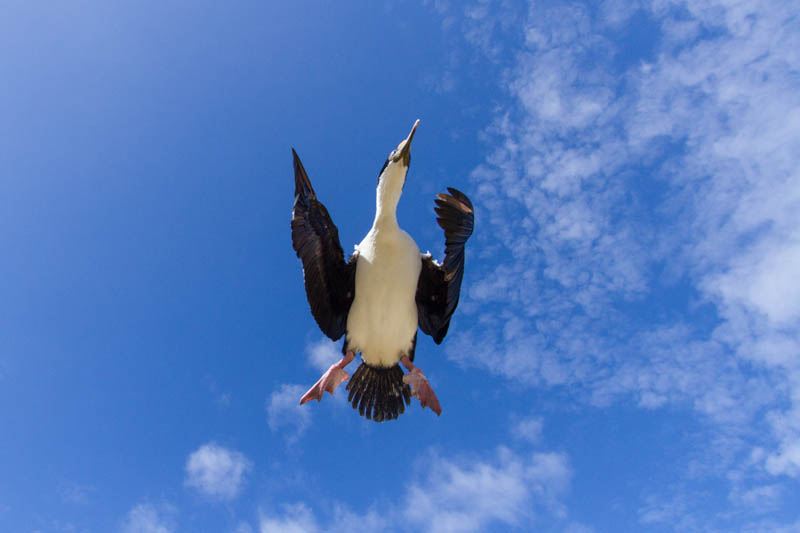 Imperial Cormorant In Flight