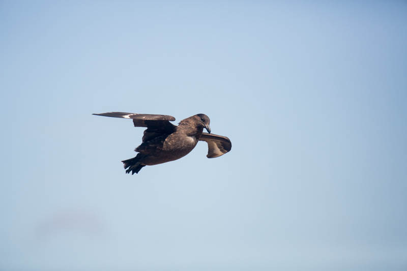 Brown Skua In Flight