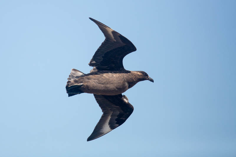 Brown Skua In Flight