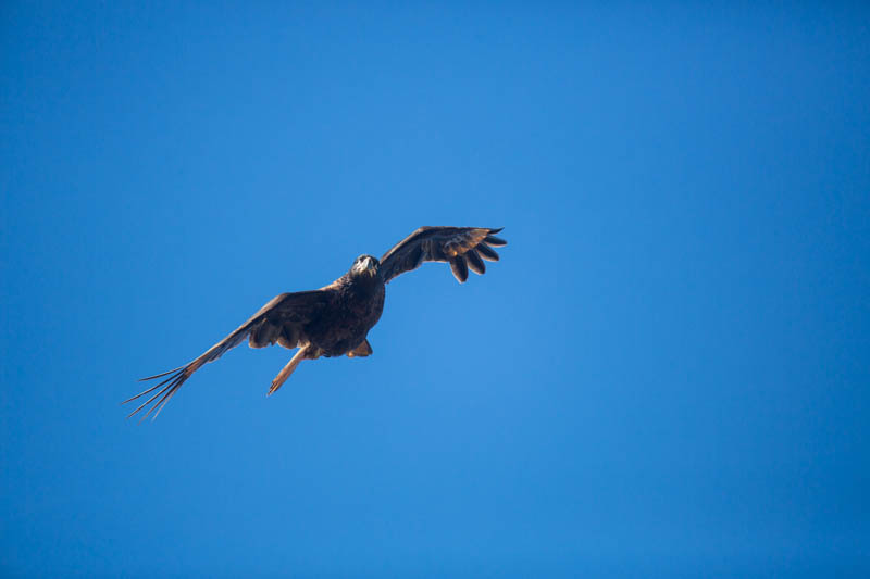 Striated Caracara In Flight