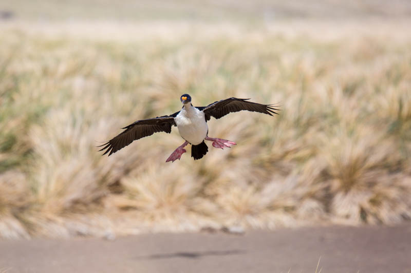 Imperial Cormorant In Flight