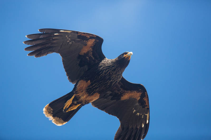 Striated Caracara In Flight