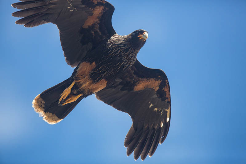 Striated Caracara In Flight