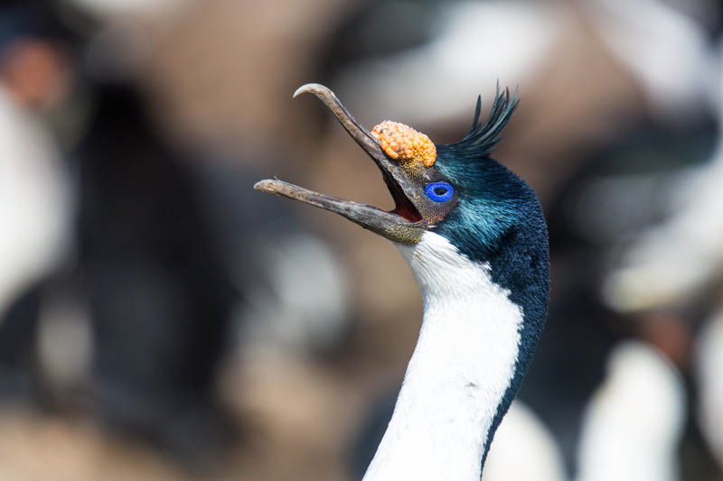 Imperial Cormorant