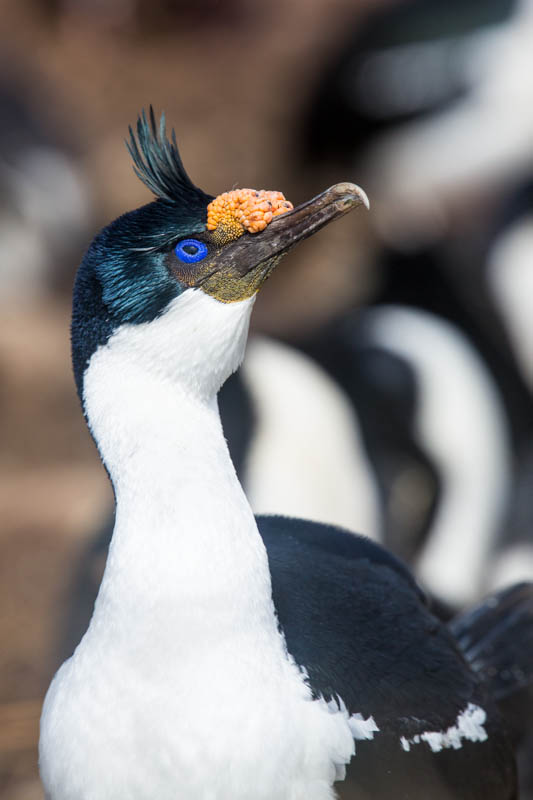 Imperial Cormorant