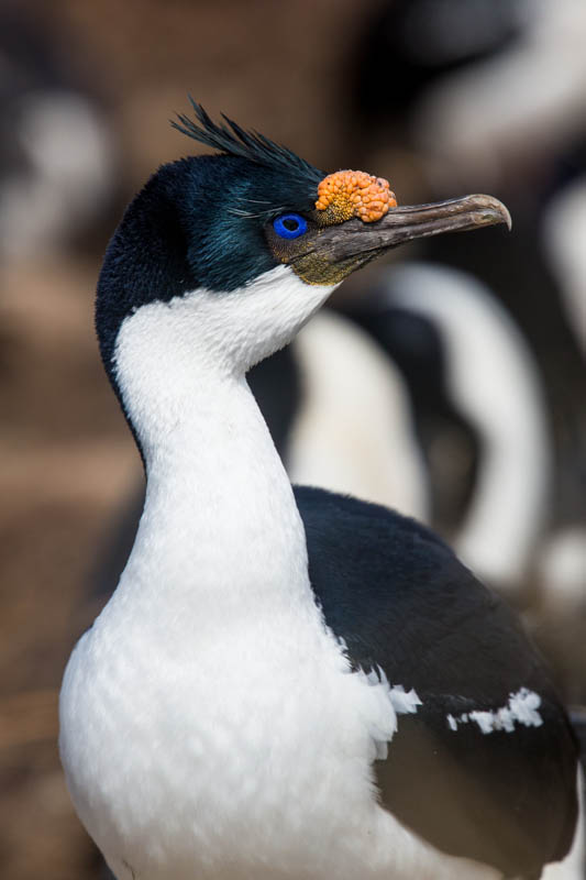 Imperial Cormorant