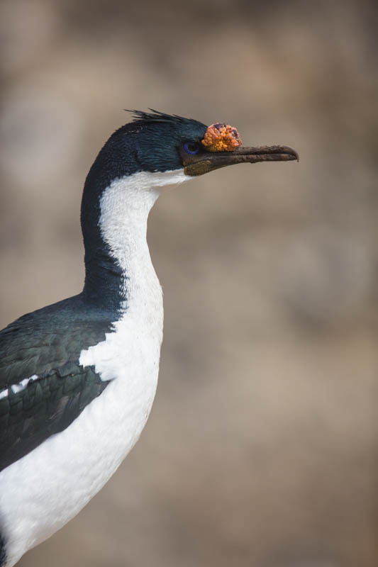 Imperial Cormorant