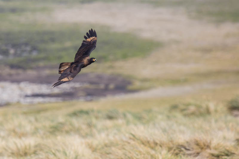 Striated Caracara In Flight