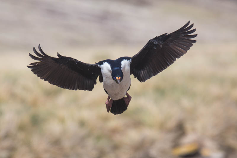 Imperial Cormorant In Flight