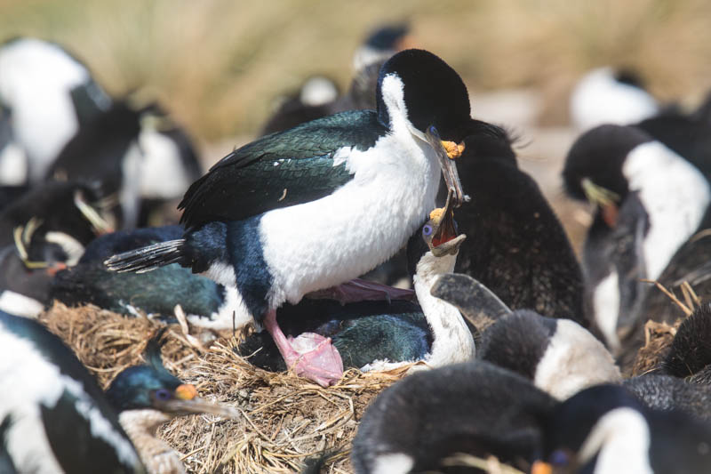 Imperial Cormorants Mating