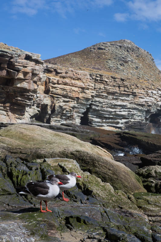 Dolphin Gulls