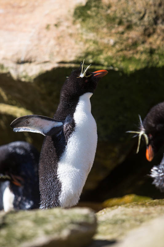 Rockhopper Penguin