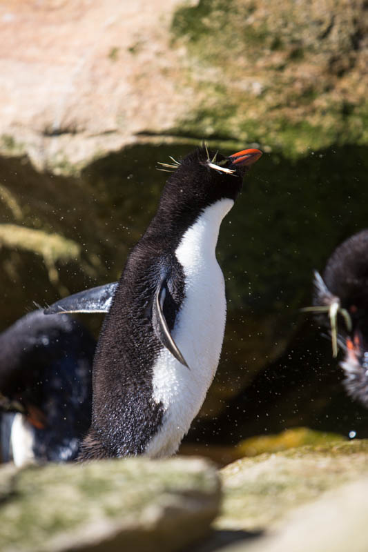 Rockhopper Penguin