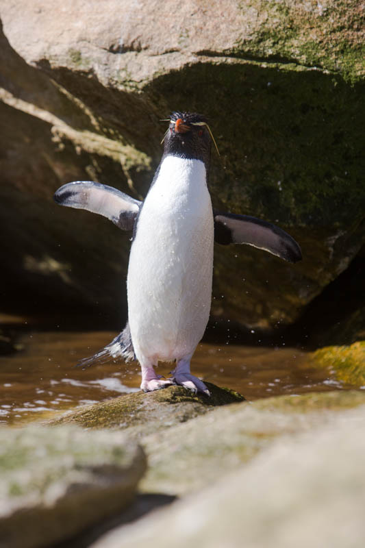 Rockhopper Penguin