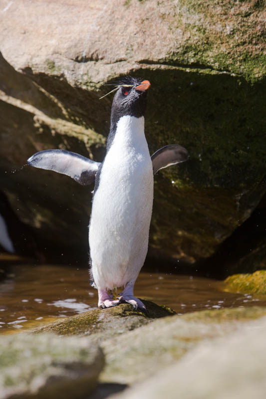 Rockhopper Penguin