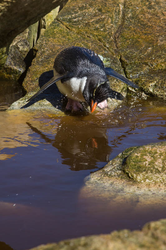 Rockhopper Penguin