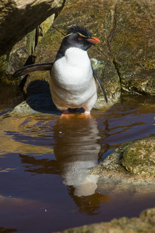 Rockhopper Penguin