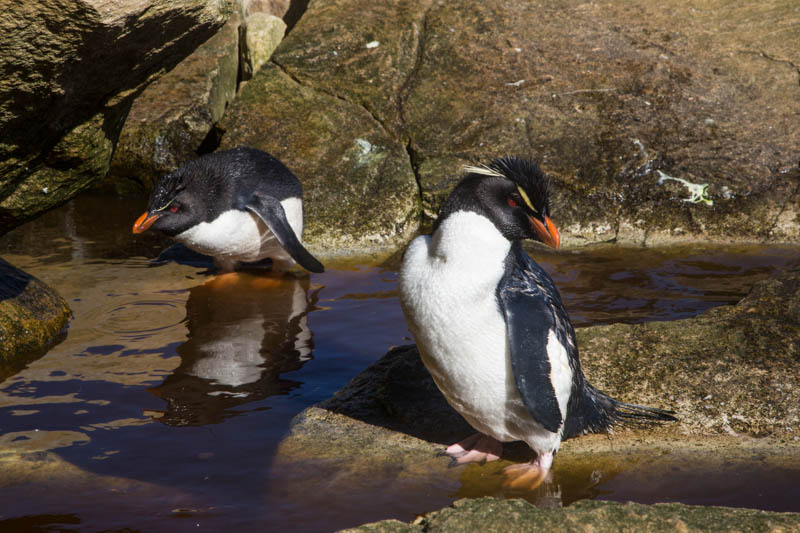 Rockhopper Penguins