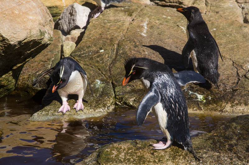 Rockhopper Penguins