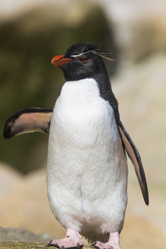 Rockhopper Penguin