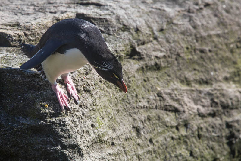 Rockhopper Penguin About To Hop