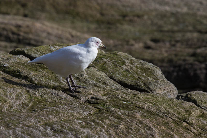 Pale-Faced Sheathbill